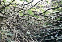 Pacient v nás, my v pacientovi